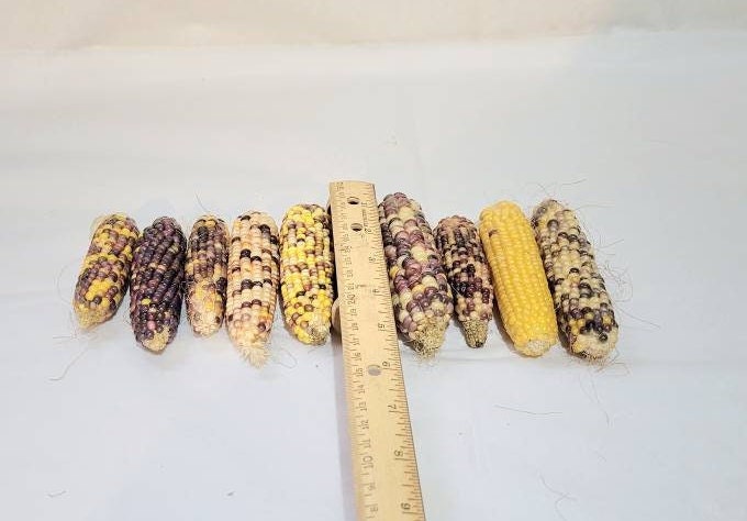 Mini Indian Corn: Dried Colorful Decoration (3-5 Inches) - Etsy