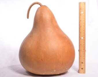 Large Martin House Gourd, Natural Pear Shaped Gourd