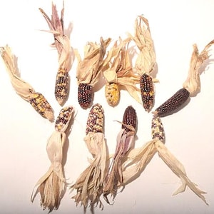 May include: A collection of eight small, dried corn cobs with various colors, including black, brown, yellow, and white. The cobs are arranged in a fan shape on a white background.