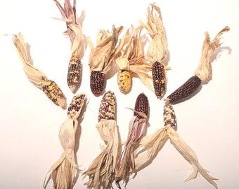 20 Pieces Small Mini Indian Corn, 1-3 inch Ears