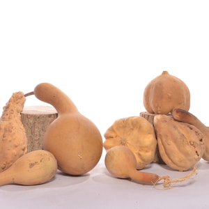 Six (6) Assorted Dried Small Gourds