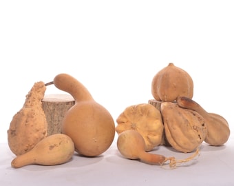 Six (6) Assorted Dried Small Gourds