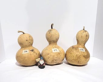Three (3) Bottle Gourds; Medium gourd for decorating and crafts