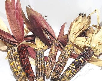 13 Ears Discounted Indian Corn With Husks , 8-9", Farm Grown