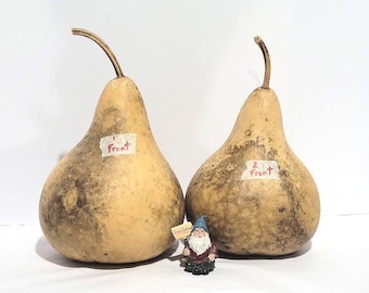 Two (2) Birdhouse Gourds Seconds, Discounted Gourds