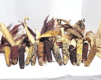 13 Ears Discounted Indian Corn With Husks , 7-8", Farm Grown