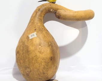 Large Dipper Gourd