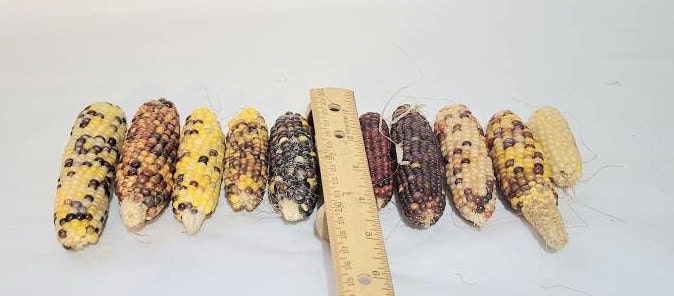 Mini Indian Corn: Dried Colorful Decoration (3-5 Inches) - Etsy