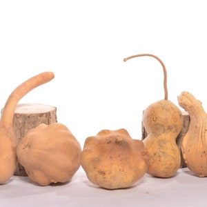 Six 6 Assorted Dried Small Gourds image 2