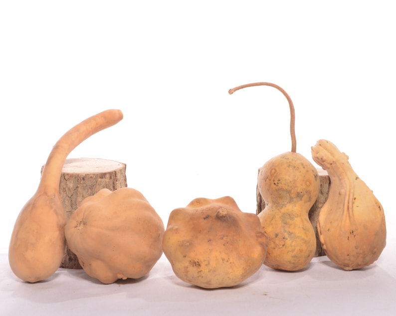 Six 6 Assorted Dried Small Gourds image 2