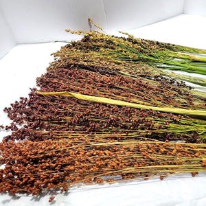 Sorghum Broom Corn, Naturally Dried Grain, Dried Floral Decoration, Hamster Food