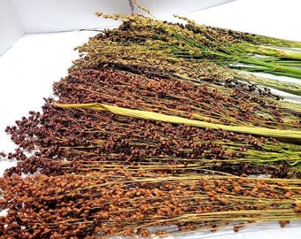 Sorghum Broom Corn, Naturally Dried Grain, Dried Floral Decoration, Hamster Food