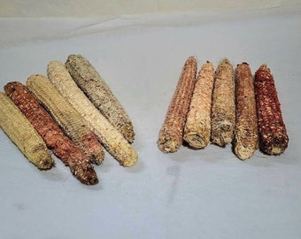 Dried Corn Cobs; 10, 15, 20 or 30 corn cobs; Natural Primative Corn Cobs, FREE SHIPPING