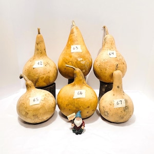 Six (6) Small Kettle Gourds; Martin House Gourds