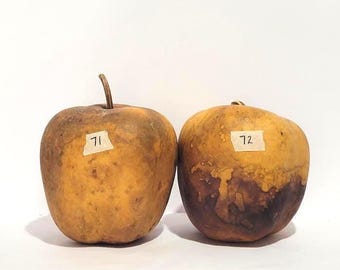 Two (2) Apple Gourds; Bird house gourds; Natural gourds