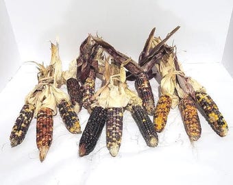 Discounted Indian Corn With Husks; 12 Ears;  4-5.5 inches; Farm Grown