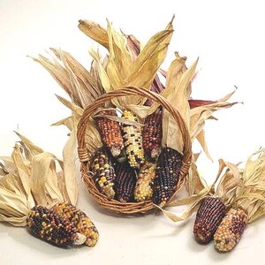 Mini Indian Corn, 6, 12, 25, 40, 50 or 75 pieces, 3 inches to 4 inches, dried colored corn, fall decoration, FREE SHIPPING
