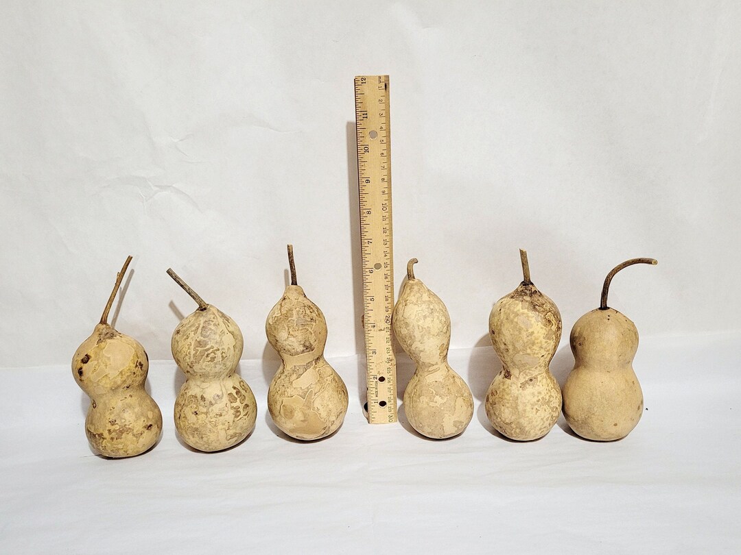 Mini Jourds Mini Bottle Gourds (4.5-6 Inch): Dried Crafting Gourds - Etsy