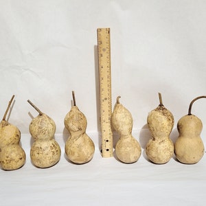 Mini Bottle Gourds (4.5-6 Inch): Dried Crafting Gourds
