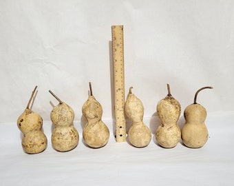 4, 10 or 20 Mini Bottle Gourds; 4.5 to 6 inch Bottle Gourds, FREE SHIPPING