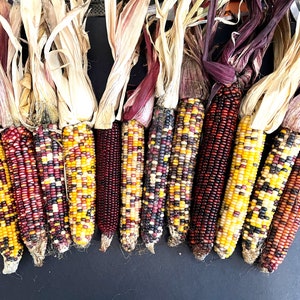 May include: A collection of eleven ears of flint corn, each featuring dried husks at the top. The kernels display a vibrant array of colors including deep red, bright yellow, dark purple, orange, and black, arranged in varied patterns on each cob.