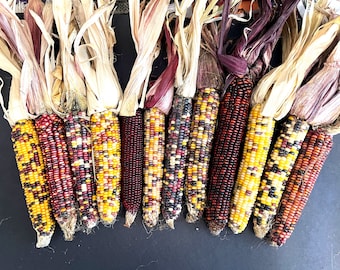 Six (6) Pieces Large Indian Corn With Husks, 7-9 inch Indian Corn
