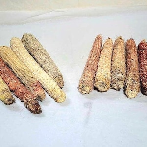 Natural Dried Indian Corn Cobs: Farm Harvested, Craft Supply