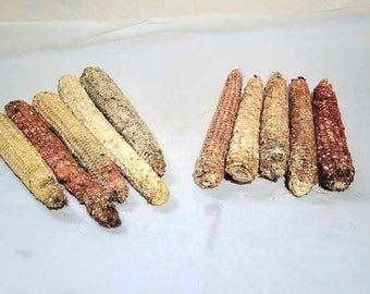 Natural Dried Indian Corn Cobs: Farm Harvested, Craft Supply