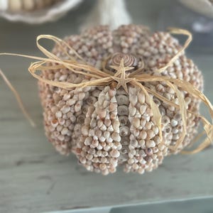 Seashell Pumpkin - Etsy