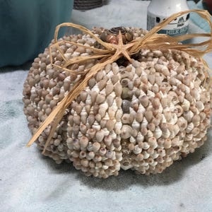 Seashell Pumpkin - Etsy