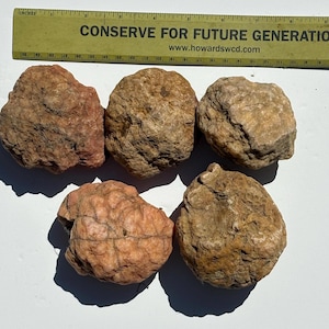 May include: Five rough, rounded stones with textured, earthy surfaces in shades of tan, brown, and reddish-pink. A yellow ruler is positioned above the stones, showing a scale of 12 inches to measure the rocks, which range from 2 to 3 inches wide.