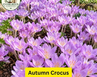 10 Seeds AUTUMN CROCUS Colchicum Autumnale Meadow Saffron Flowers Garden