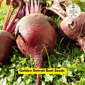 May include: Several harvested red beets with long, dark red stems and textured, earthy skins. A circular logo in the top right corner reads Melvi Garden. A yellow rectangular label at the bottom displays the text Golden Detroit Beet Seeds.