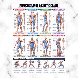 May include: An educational poster titled Muscle Slings & Kinetic Chains featuring anatomical diagrams of the human body. It illustrates various muscle connections, force transfers, and movement patterns with blue highlights on specific muscle groups.