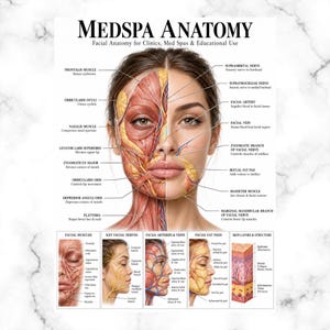 May include: An educational poster titled Medspa Anatomy featuring a detailed anatomical diagram of a human face. The image displays facial muscles, nerves, arteries, veins, and fat pads with labels, alongside smaller charts detailing skin layers.