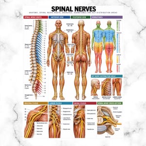 May include: An educational anatomical poster titled SPINAL NERVES, featuring detailed illustrations of the human nervous system, including spinal nerve roots, anterior and posterior views, dermatomes, nerve distribution areas, and various nerve plexuses.