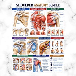 May include: A shoulder anatomy bundle educational chart featuring detailed medical illustrations of bones, muscles, rotator cuff, ligaments, nerves, blood supply, and movements. The poster includes labeled diagrams, common conditions, and key takeaways.