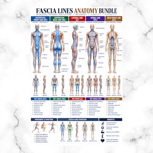 May include: A Fascia Lines Anatomy Bundle educational poster featuring anatomical diagrams of the human body. It displays five myofascial pathways with labeled muscles, key areas, movement functions, and benefits in a clear, organized layout.