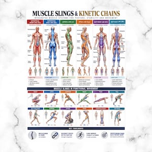 May include: An educational poster titled Muscle Slings & Kinetic Chains, featuring anatomical diagrams of human muscle systems, color-coded lines, and functional movement illustrations including squats, lunges, and lifting, with key takeaways at the bottom.