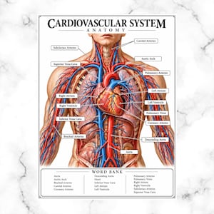May include: An anatomical poster titled CARDIOVASCULAR SYSTEM ANATOMY showing the human torso with a detailed heart, red arteries, and blue veins. Labels identify structures like the Aortic Arch, Vena Cava, and Atria, with a Word Bank at the bottom.