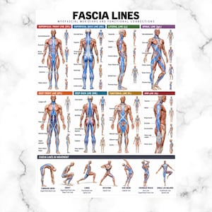 Pode incluir: Um cartaz educativo intitulado FASCIA LINES MYOFASCIAL MERIDIANS AND FUNCTIONAL CONNECTIONS. Exibe figuras humanas anatómicas com vias musculares destacadas em azul, categorizadas por linhas, e inclui uma secção sobre linhas de fáscia em movimento.