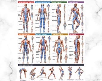 Op de afbeelding: Een educatieve poster getiteld FASCIA LINES MYOFASCIAL MERIDIANS AND FUNCTIONAL CONNECTIONS. Het toont anatomische menselijke figuren met blauw gemarkeerde spierbanen, gecategoriseerd per lijn, en bevat een sectie over fascia-lijnen in beweging.