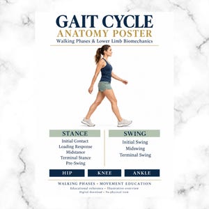 May include: Gait Cycle Anatomy Poster featuring text Walking Phases & Lower Limb Biomechanics. Includes a diagram of a person walking, listing Stance phases: Initial Contact, Loading Response, Midstance, Terminal Stance, Pre-Swing, and Swing phases.