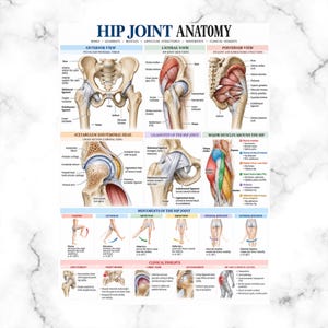 May include: An educational medical poster titled HIP JOINT ANATOMY featuring detailed anatomical illustrations of the pelvis and femur, including anterior, lateral, and posterior views, cross-sections, muscle groups, and various hip joint movements.