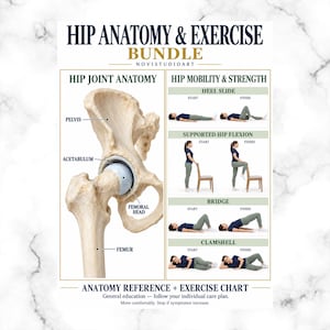 May include: A Hip Anatomy & Exercise Bundle chart featuring a labeled diagram of the pelvis, acetabulum, femoral head, and femur. The right side displays start and finish positions for heel slides, supported hip flexion, bridges, and clamshells.
