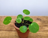 Pilea peperomioides (Chinese Money Plant)