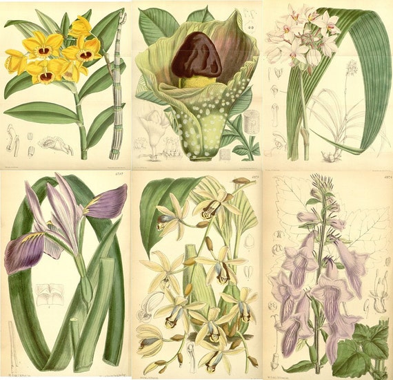 1,460 Vintage Floral/plant Illustrations hi Res 300dpi .jpg 1,460 Vintage Floral/plant Illustrations hi Res 300dpi .jpg
