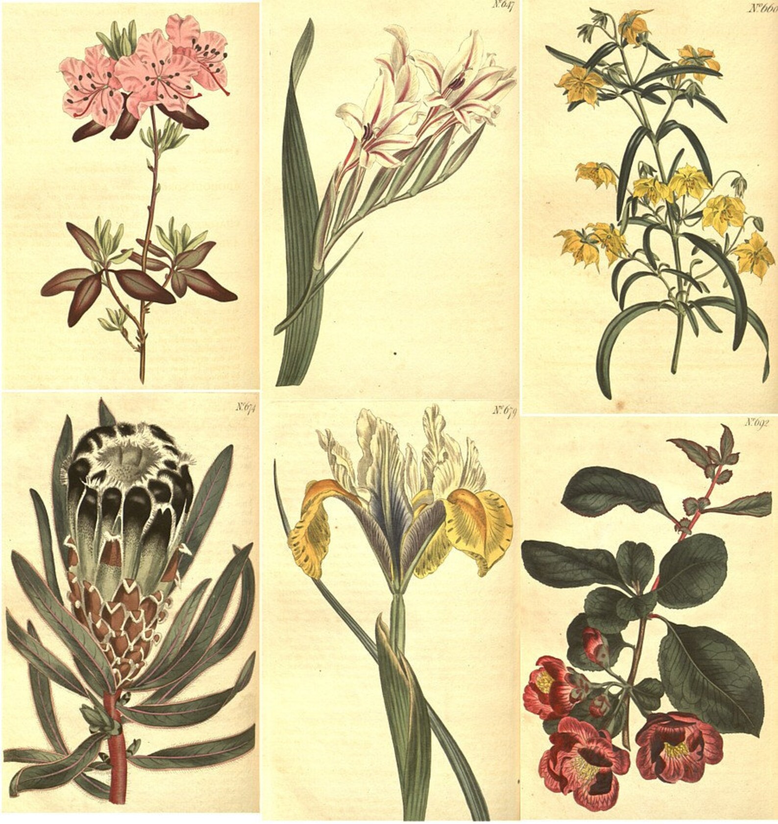 1230 Vintage Floral/Plant Illustrations Hi Resolution .jpg ...