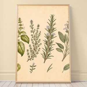 Botanical Herb Study Print, Cream and Green