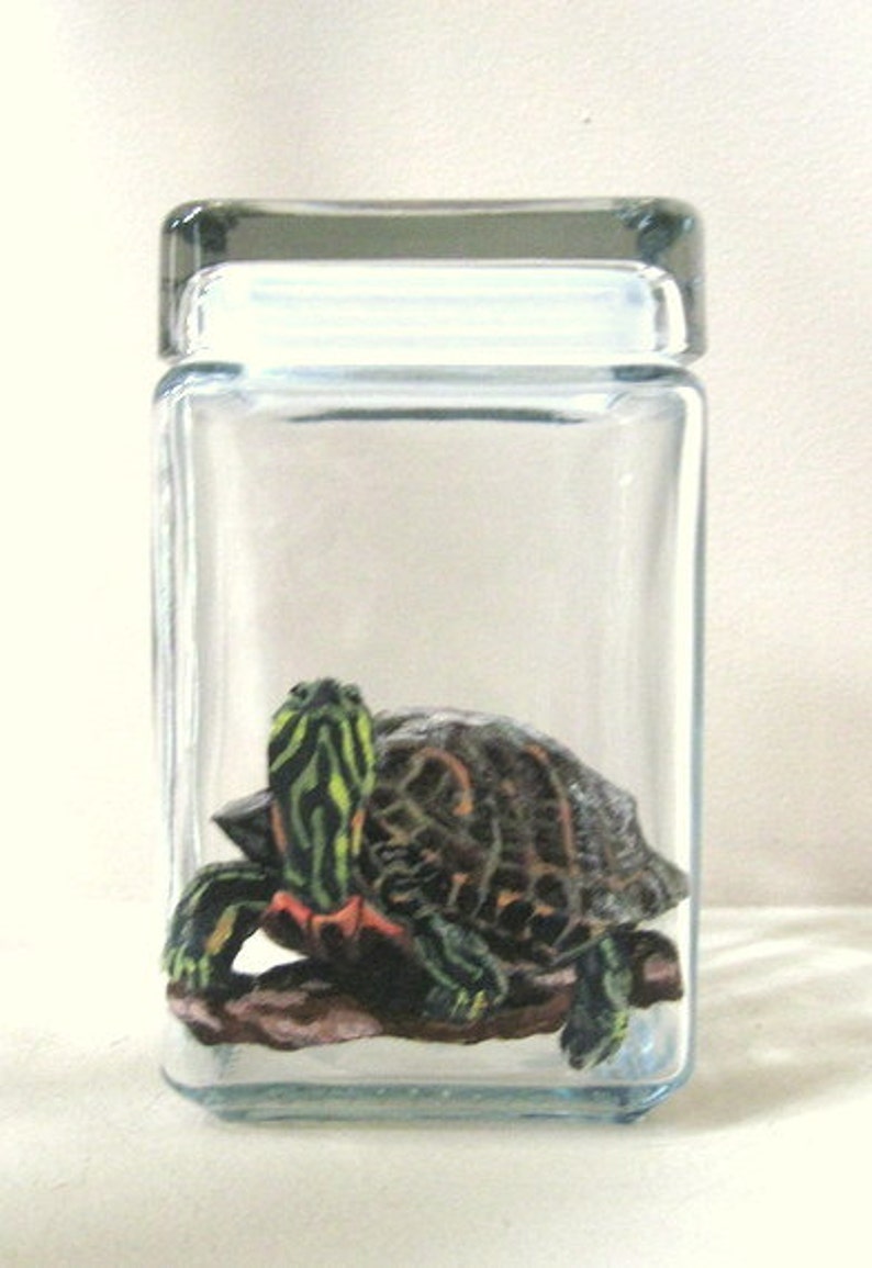 Turtle Food Jar, Red Eared Slider, Pond Turtle, Custom Glass Canister, Pet Food, Hand Painted Glass, Fish Food, Turtle Decor image 1